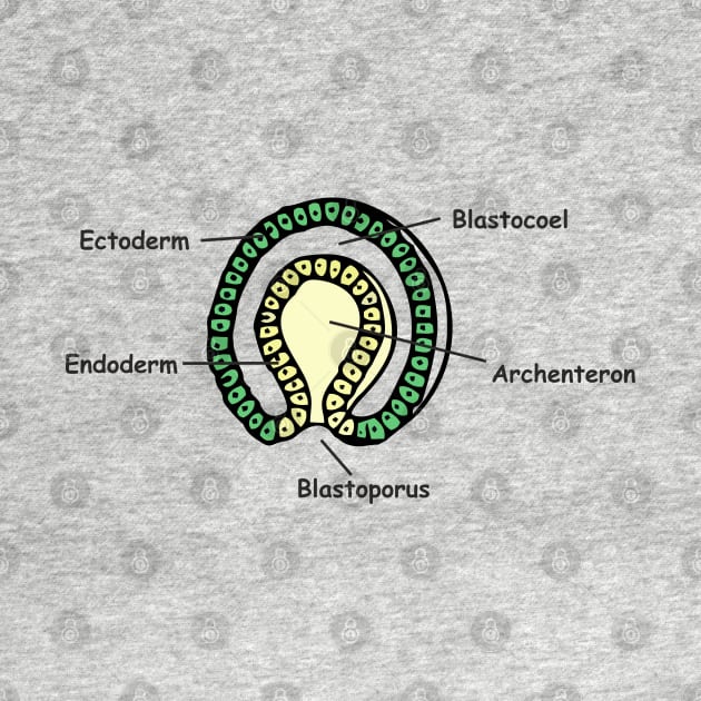 Gastrulation sketch in colour by RosArt100